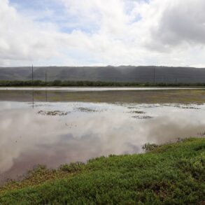Kauai Bird Sanctuary