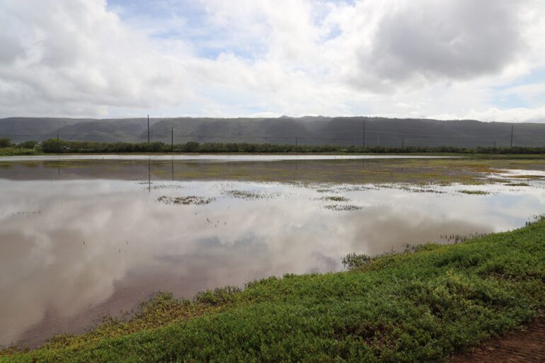 Kauai Bird Sanctuary