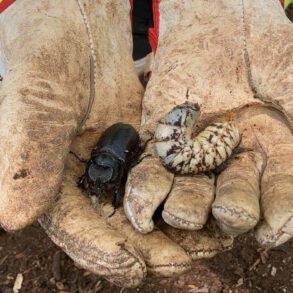 Coconut Rhinoceros Beetle Kauai