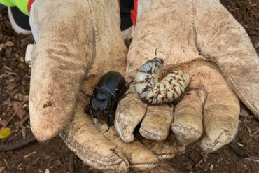 Coconut Rhinoceros Beetle Kauai