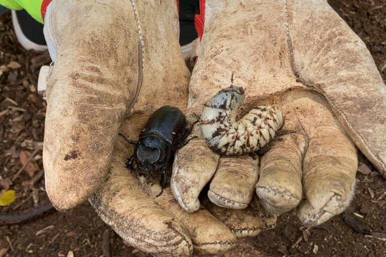 Coconut Rhinoceros Beetle Kauai