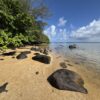 Wyllie's Beach Kauai