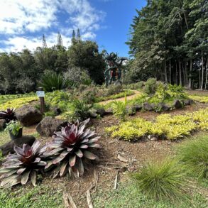 Sacred Rudraksha Forest